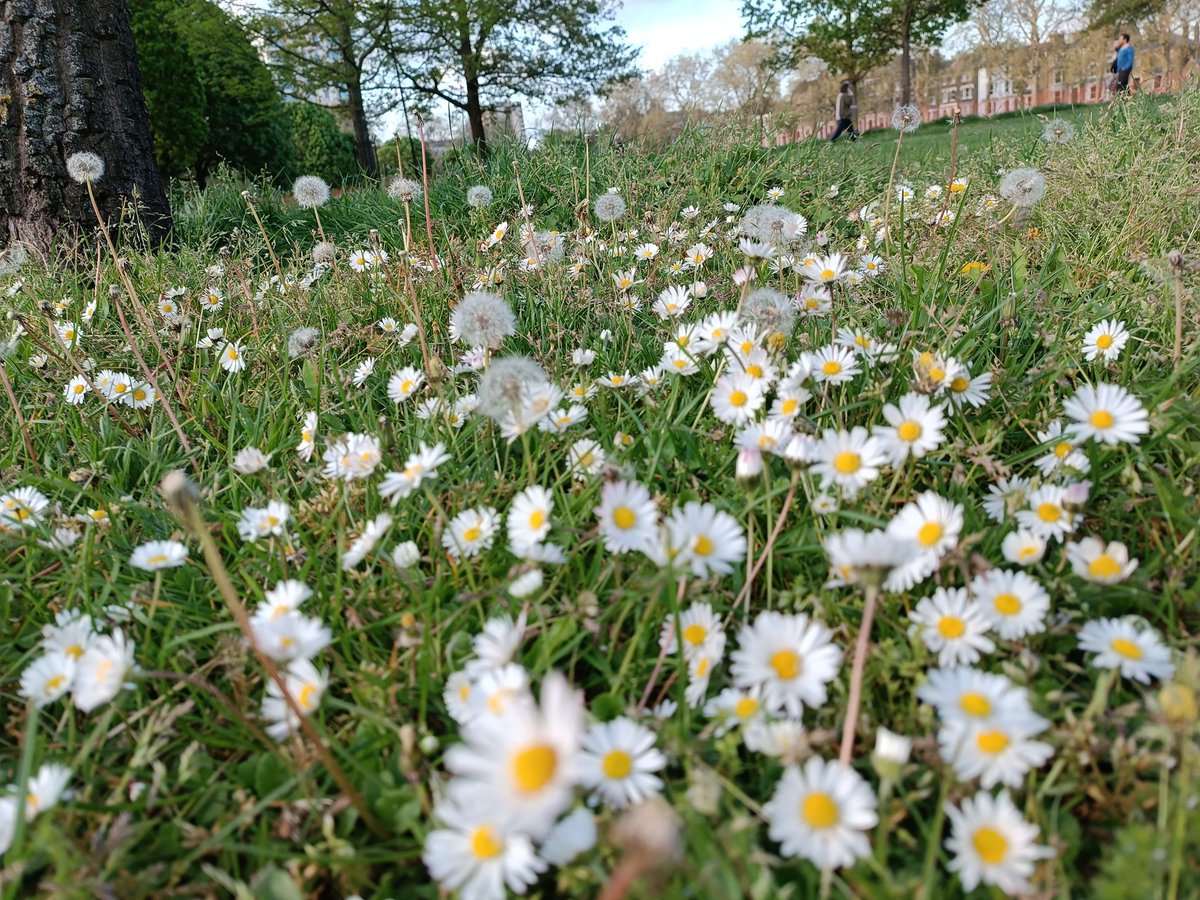 Hackney Downs looks smashing in the sunshine and after all the rain! #hackneydowns