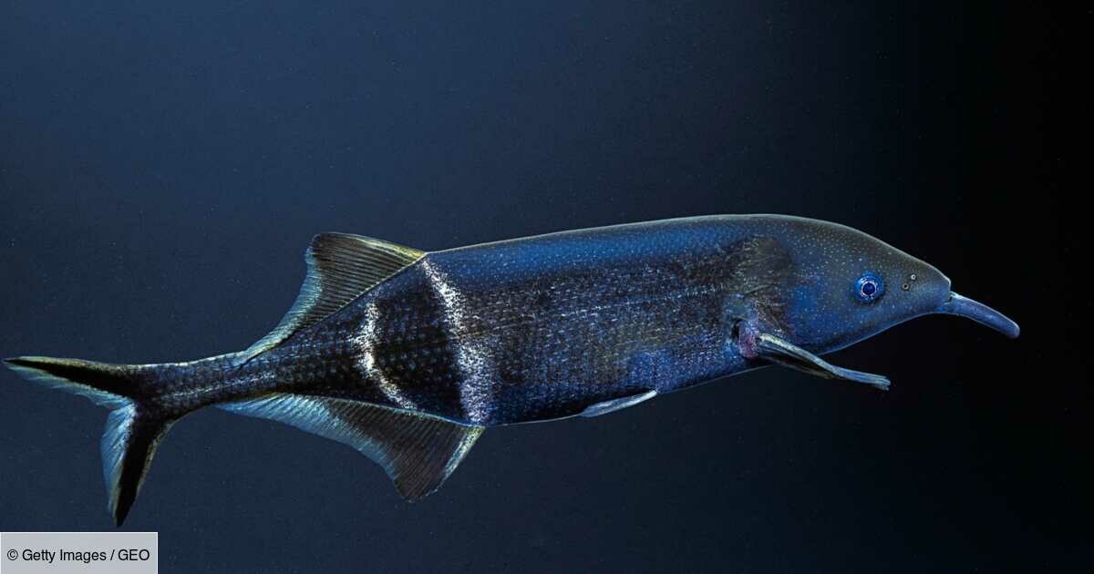 GEOfr's tweet photo. Qui est le poisson-éléphant, animal au cerveau étonnamment développé ?
➡️ https://t.co/uyP6Hk18e6 https://t.co/7ExxWNvbqU