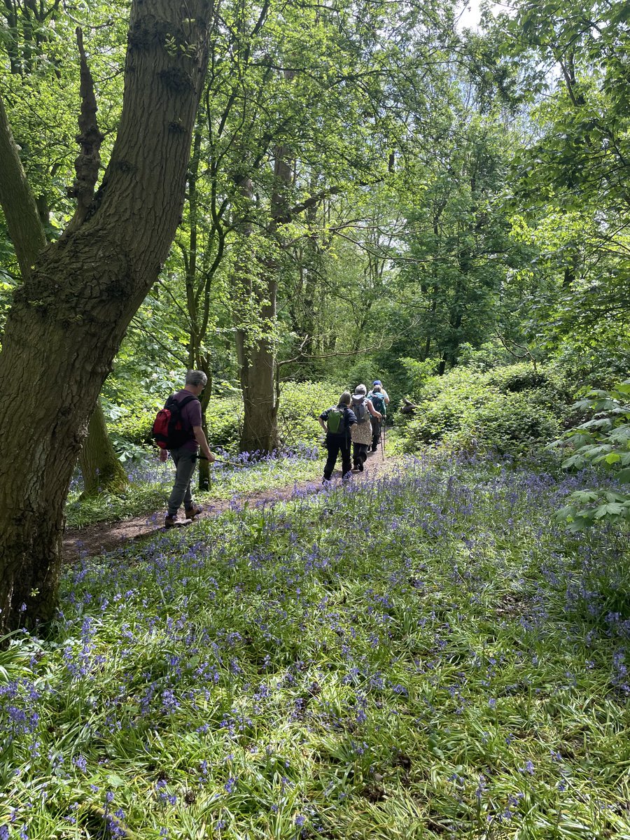 tomhfisher's tweet photo. Lovely walk through the bluebells to Gloucester cathedral on 3choirsway with Leadon Vale ⁦@RamblersGB⁩ https://t.co/Wzawh7NtMf