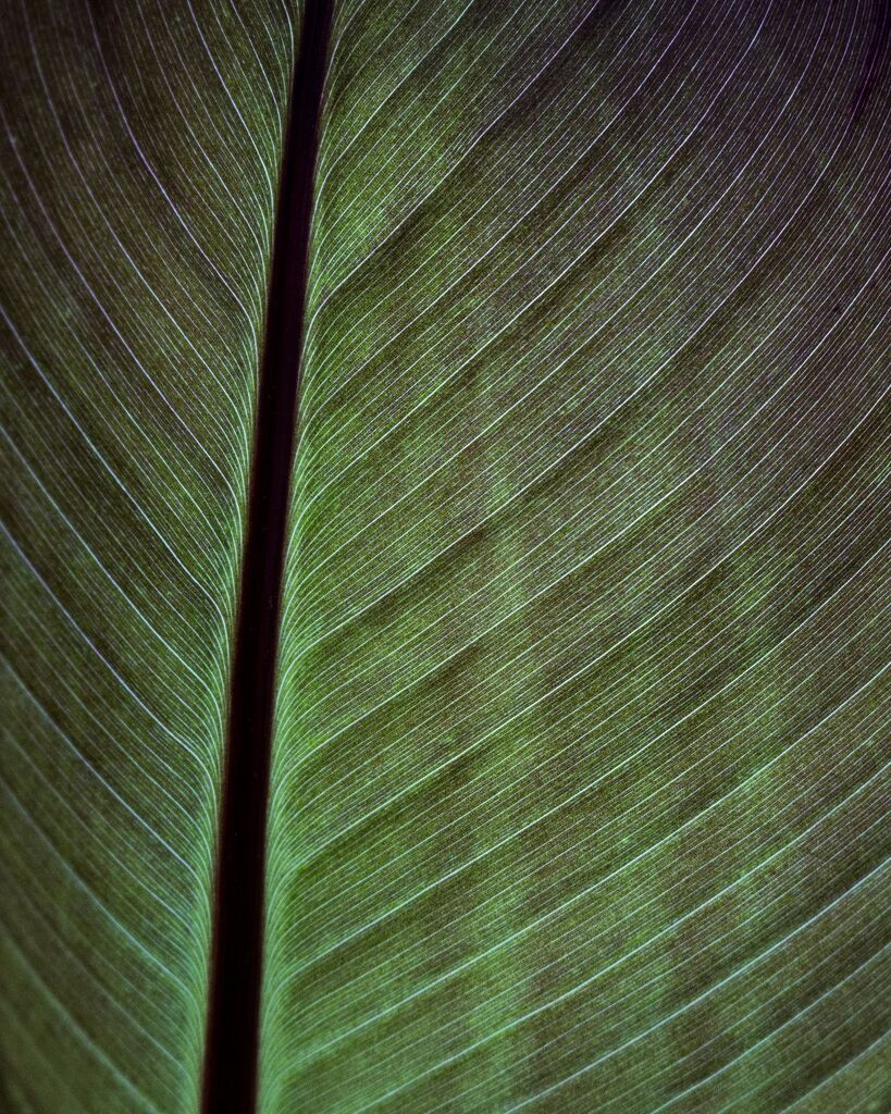 Banana leaf up close and personal... ;) 

#bananaleaf #leafstructure #amazingnature #leafcolours #leafveins #almostmacro #naturephotography #natureshots #plantaddictionisreal #photographylovers #exploretocreate #exploremore #explore #redleafbanana #enset… instagr.am/p/Cr9EQ14MnfK/