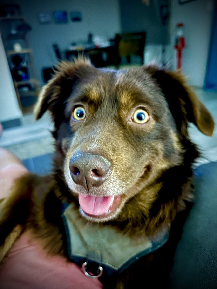 belesstupid's tweet image. FYI: I’ll be at Sony with THIS vicious beast tomorrow. 

#WritersStrike2023 
@WGAWest #WritersGuildofAmerica #writerstrike