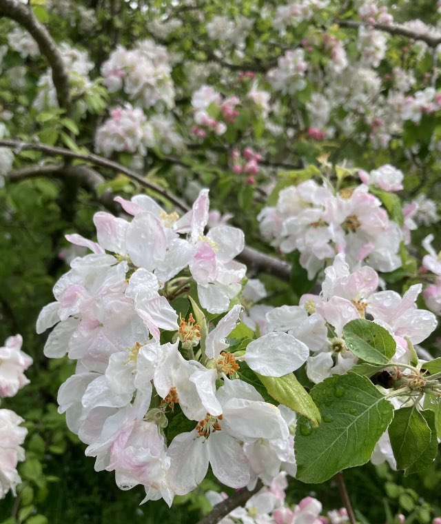 john_edale's tweet photo. Apple blossom at St Georges, Telford #wildflowerhour https://t.co/3wAlhhwgUt