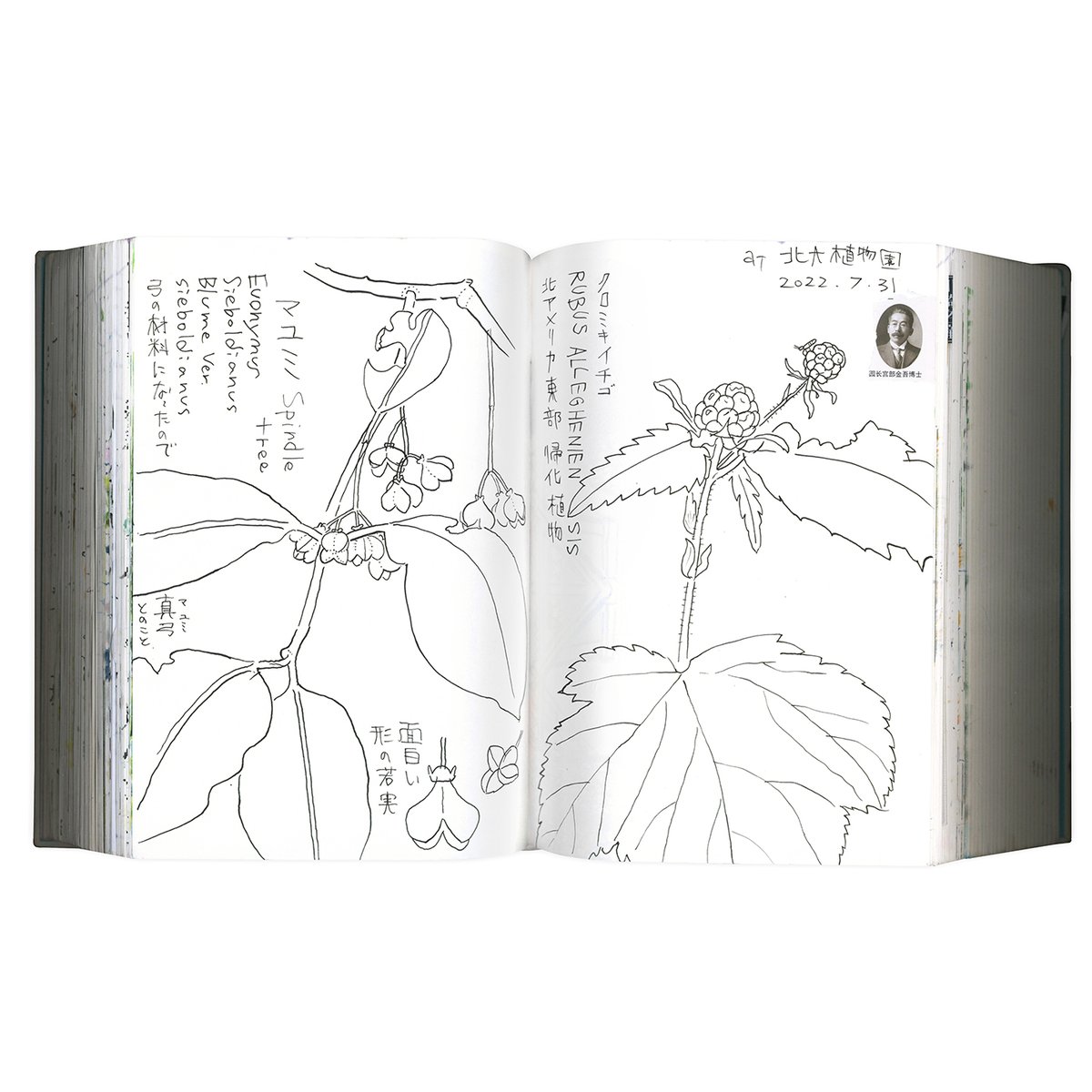 草。