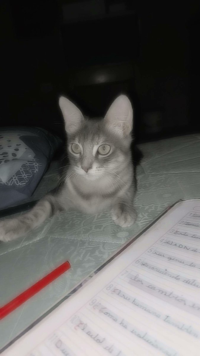 ChaucaVigo's tweet photo. @Natttinatt Q😿 https://t.co/0GxG2kEPO7