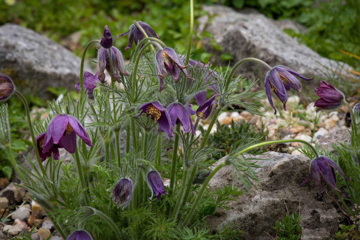 CMcLPhotography's tweet photo. This weekend, some sunshine has brought the garden to life https://t.co/40ioad8hAe