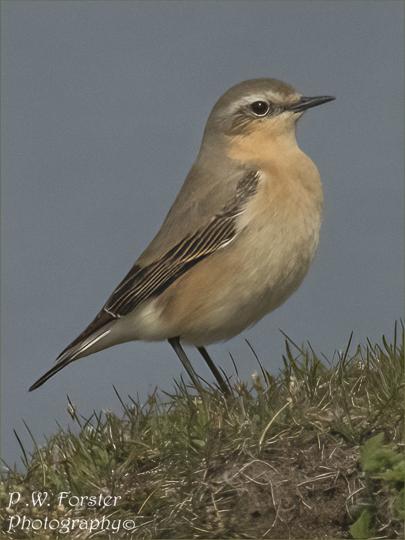 paul230156's tweet photo. Wheatear from south Gare
@teesbirds1 @WhitbyNats @clevelandbirds @teeswildlife @DurhamBirdClub @TeesmouthNNR @RSPBSaltholme @YWT_North @YorksWildlife @NTBirdClub #localbird #7dmk11 #ukbirds #wheatears https://t.co/8Csh9kEq96