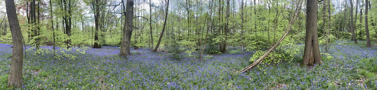 Harry24Winfield's tweet photo. Thought I might as start my first tweet on this account something decent. A sea of bluebells today in Scholes coppice, still a few more to come out as well. https://t.co/v7sDj4RQWe