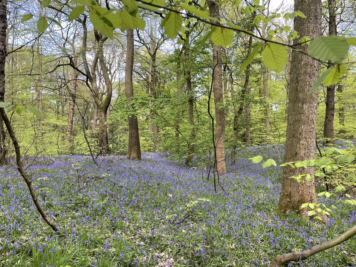 Harry24Winfield's tweet photo. Thought I might as start my first tweet on this account something decent. A sea of bluebells today in Scholes coppice, still a few more to come out as well. https://t.co/v7sDj4RQWe