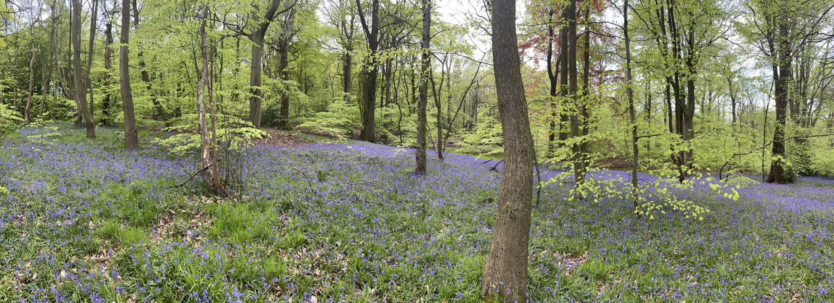 Harry24Winfield's tweet photo. Thought I might as start my first tweet on this account something decent. A sea of bluebells today in Scholes coppice, still a few more to come out as well. https://t.co/v7sDj4RQWe