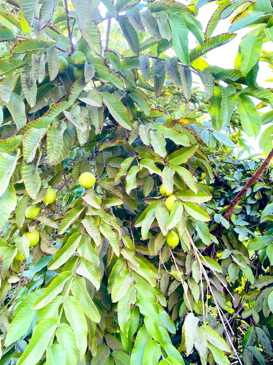 JeannetteQuim's tweet photo. Después de cumplir con el deber cívico, se dio una vuelta por nuestro tan maravilloso Valle de #Azapa con árboles cargaditos con
#mangos #guayabas y en el camino unos #geoglifos en Alto Ramirez. https://t.co/h3oSTGEOPk