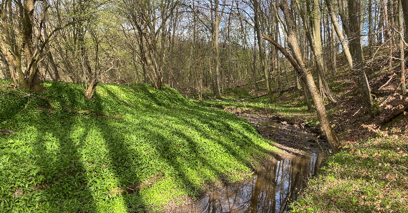 P_NatureTV's tweet photo. 📢 New Video Alert! 🎥 Unwind in nature with our latest video: 'Tranquil Afternoon in a Spring Forest.' 🌳🐦 Immerse yourself in serene sounds and scenery. Watch now: https://t.co/M9dBcD255c
#SpringForest #NatureSounds #Relaxation #Meditation #Calm https://t.co/LmHpSOg9C8