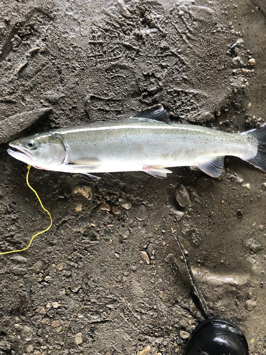 Jstrend_'s tweet photo. Go check out my new video where I got these beauties!

https://t.co/AH1qdJ1tFX

#fishing #fish #flyfishing #newyear #repost #saltwaterfishing #angler #bassfishing #catchandrelease  #cute #fishinglife #flytying #pike #icefishing #salmon #trout #girlfishing #fish https://t.co/LvWIFi2crl