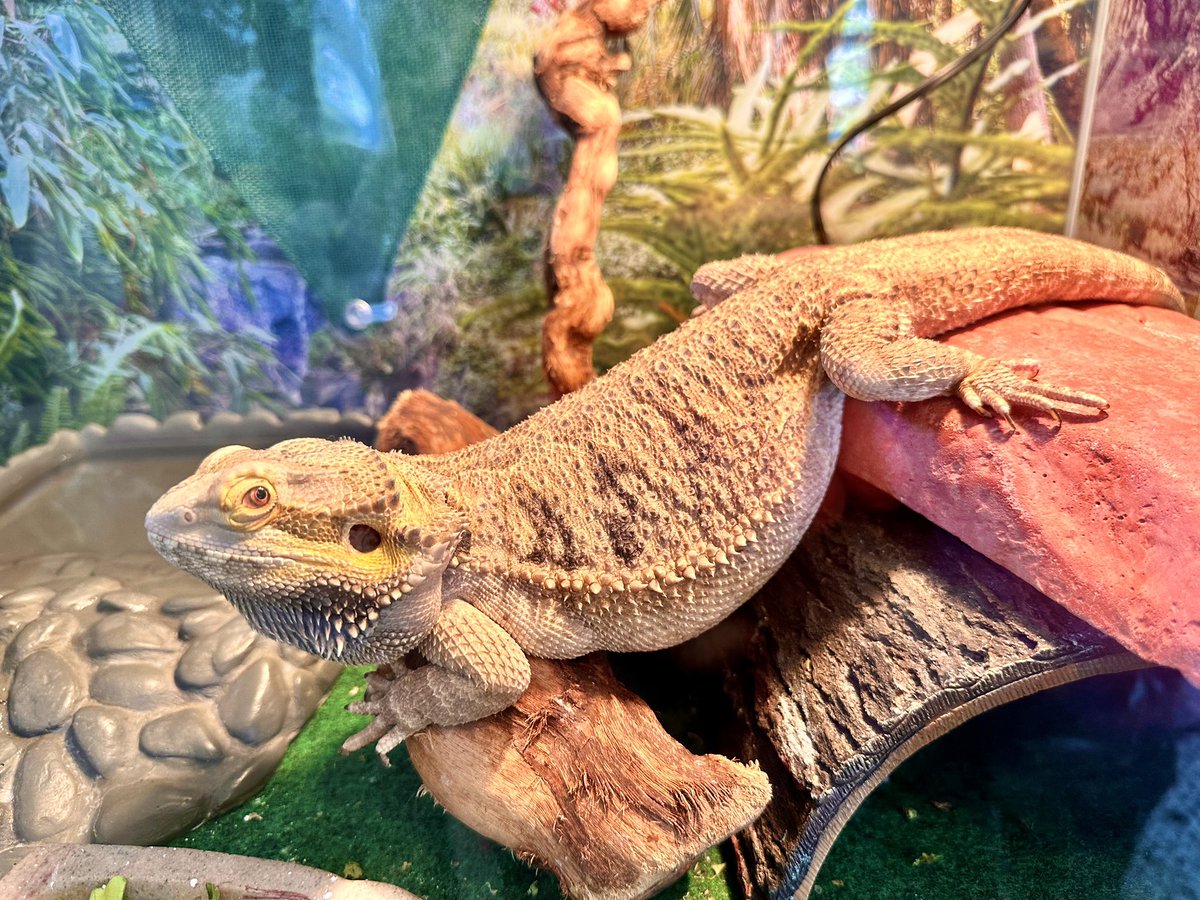 🦎 Bando tweet media