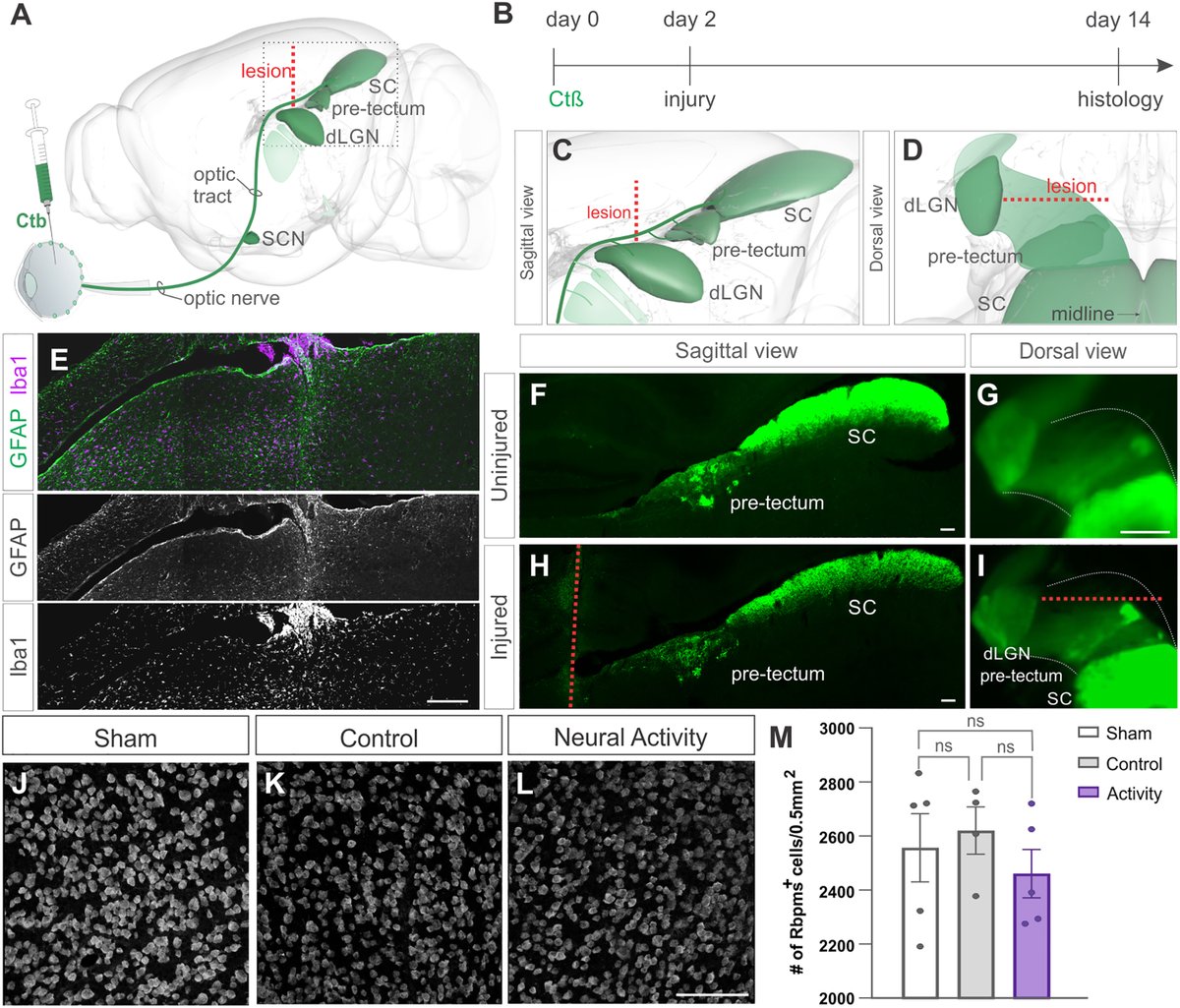 Andrew D. Huberman, Ph.D. tweet media