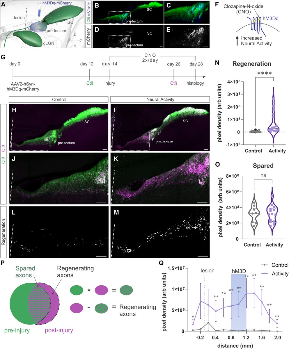 Andrew D. Huberman, Ph.D. tweet media