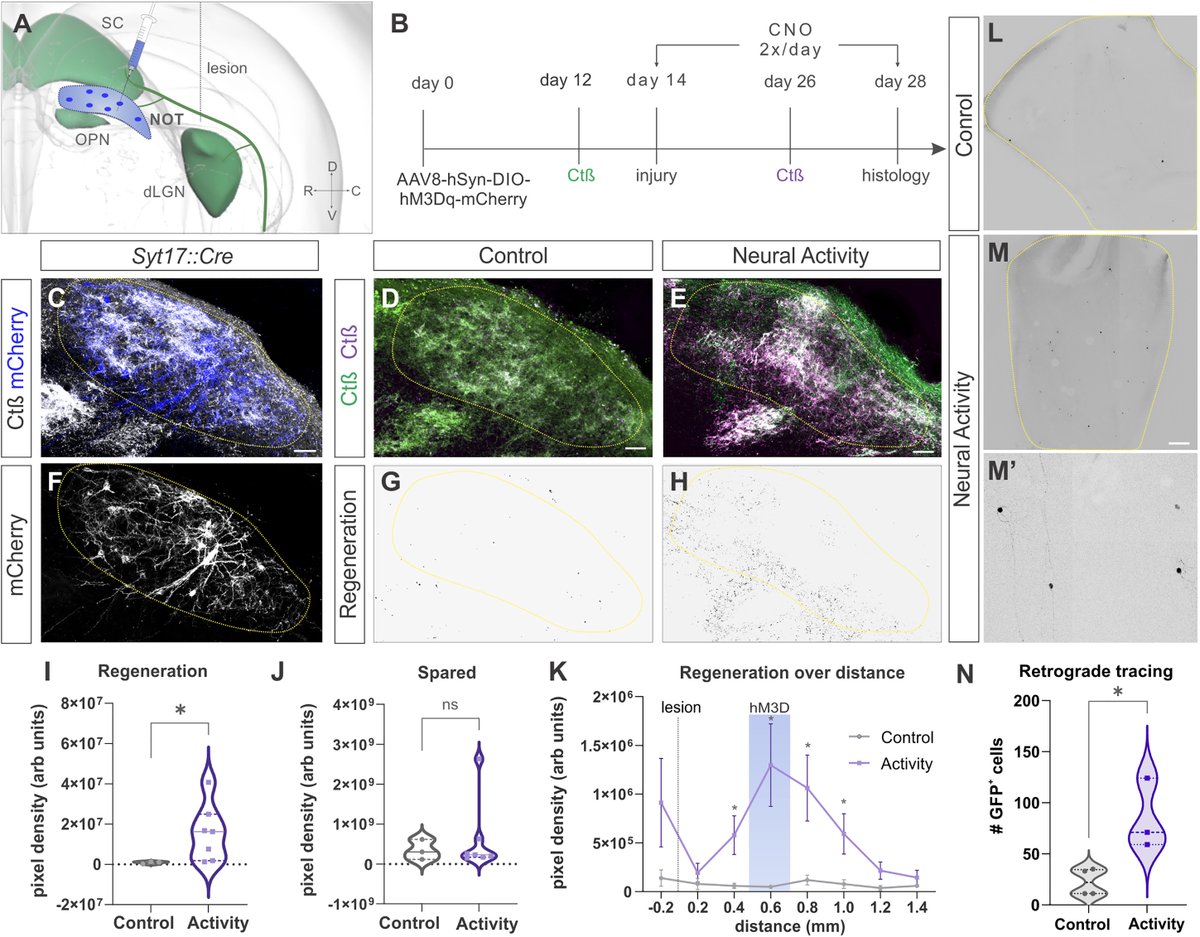 Andrew D. Huberman, Ph.D. tweet media