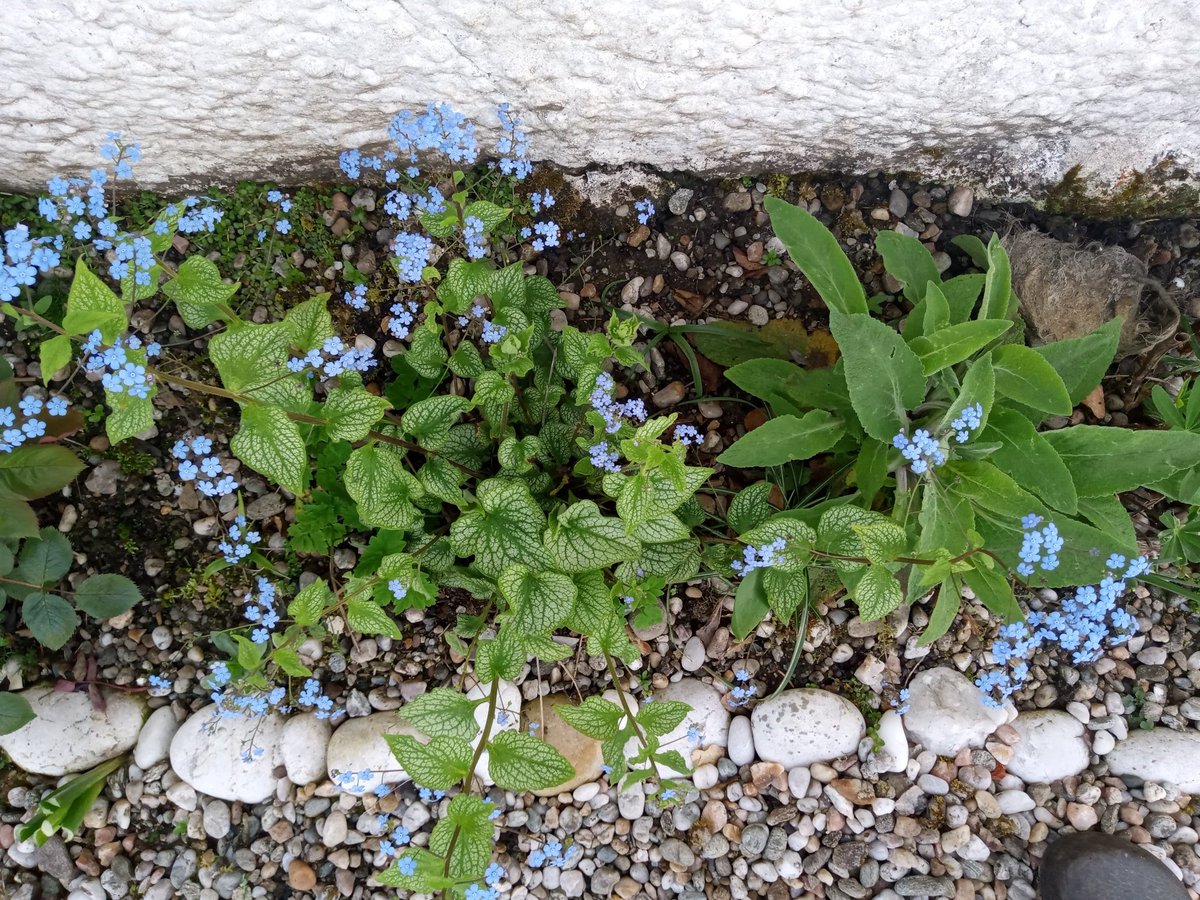 NimmoJan's tweet photo. Cottage garden in the making.
#Kintyre #Whitehouse
#brunnera #euphorbia #saxifrage https://t.co/dHnTe56YP5