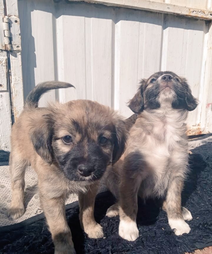 UnaNebula's tweet photo. Se dan en adopción a estos bbs en Valpo 😊 https://t.co/i7NDQINWN0