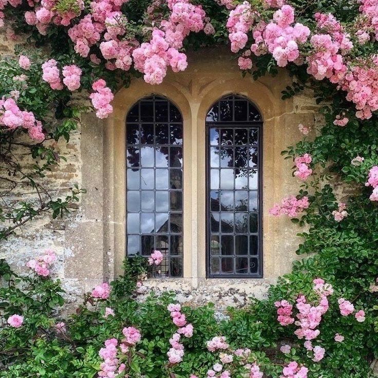 a garden full of pink flowers.