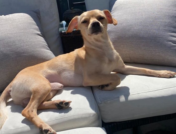 Dogs without borders tweet media