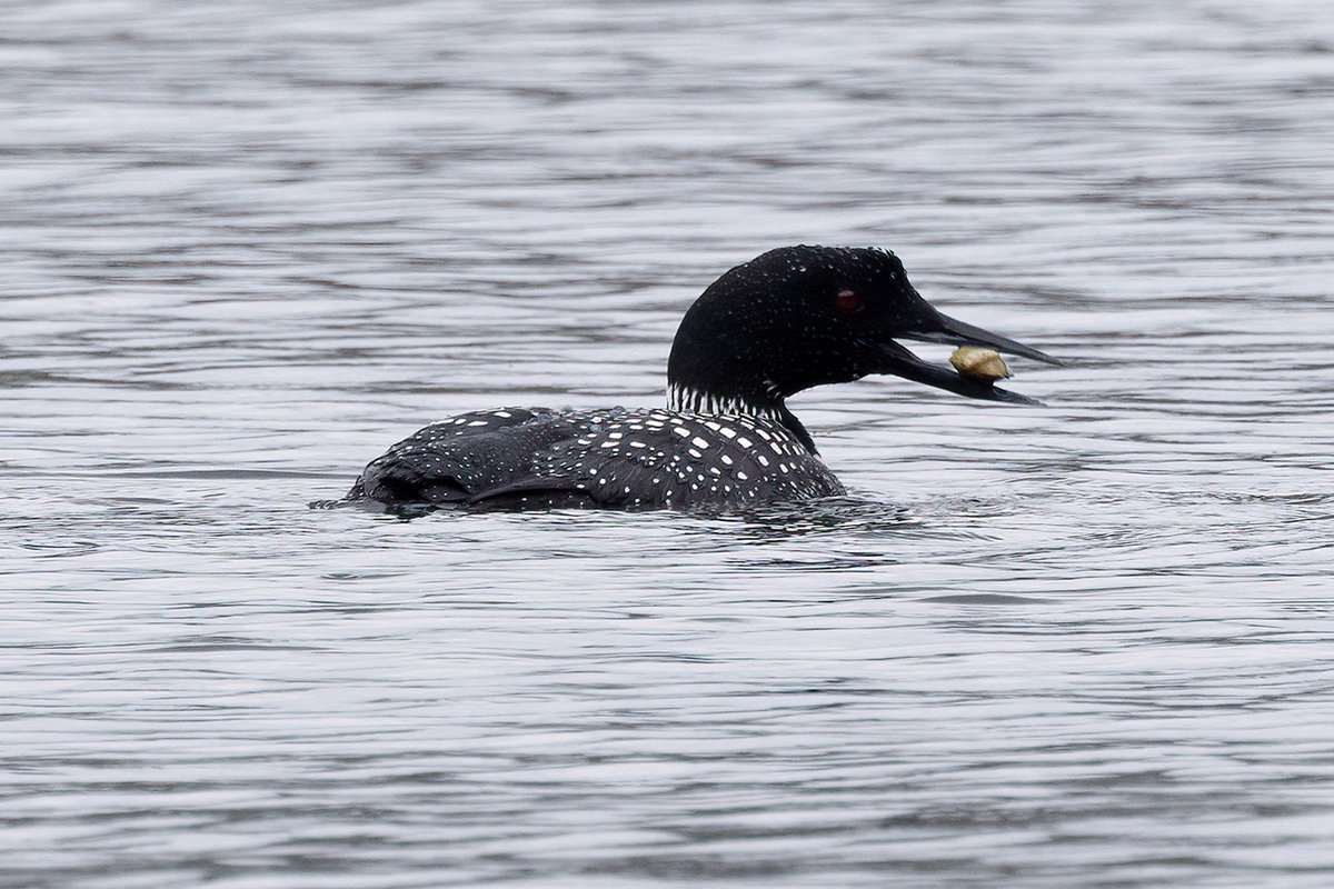 Whilst out this evening otter spotting I stumbled across 4 GN Divers in summer plumage...but no otters!... #isleofmull