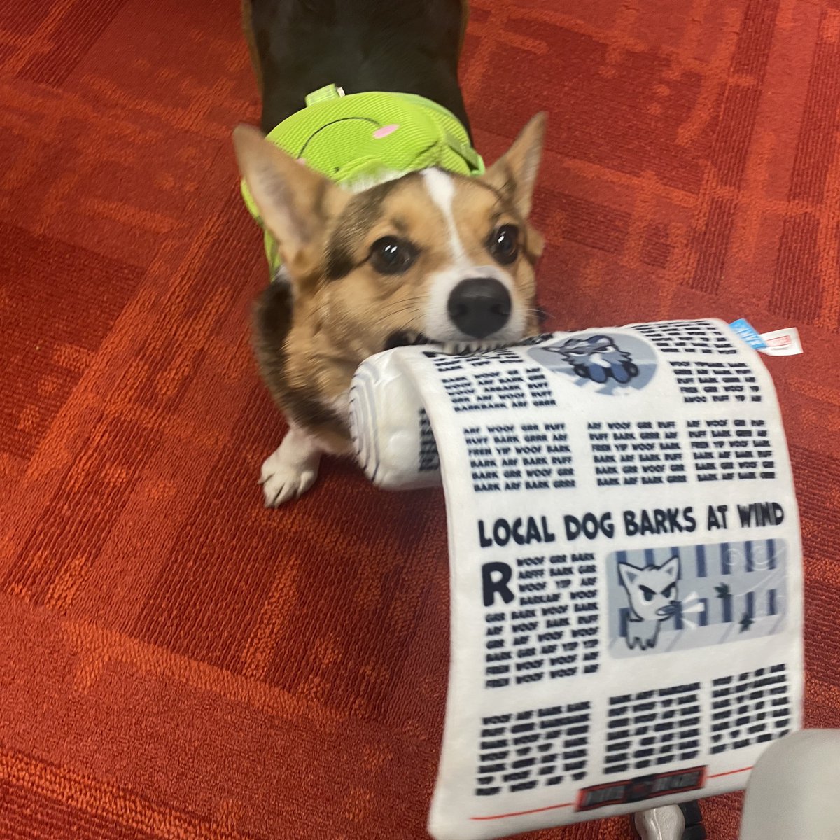 Vy Luong tweet media