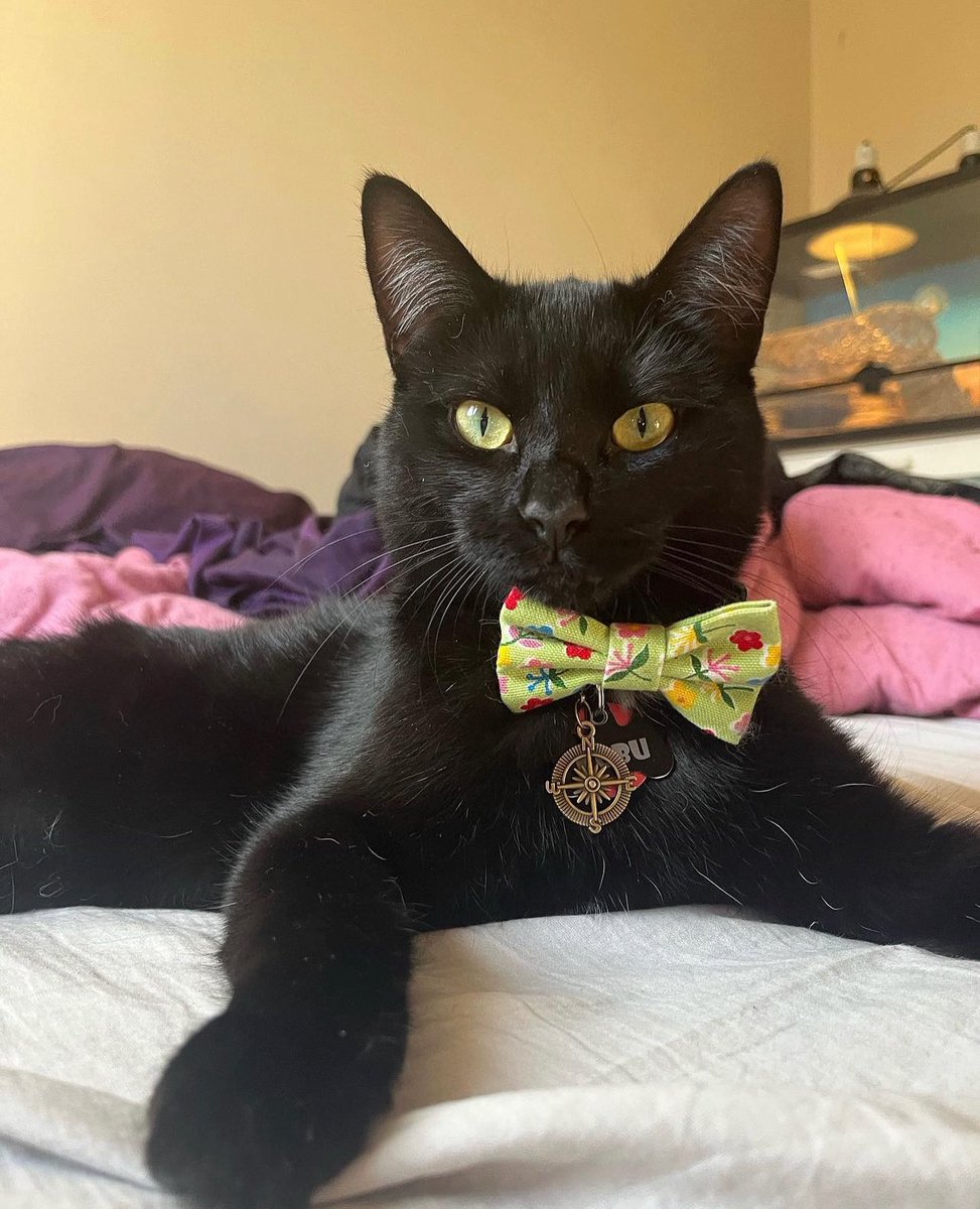 Kobu is showing off her bow tie and collar charm! She’s looking extra fabulous! 
Your furbaby can too! With our large selection of bow ties and charms, you can pick the purrfect ones to fit your furbaby’s purrsonality and/or style. 😊

#petfashion #CatsLover #Cat #SmallBusiness