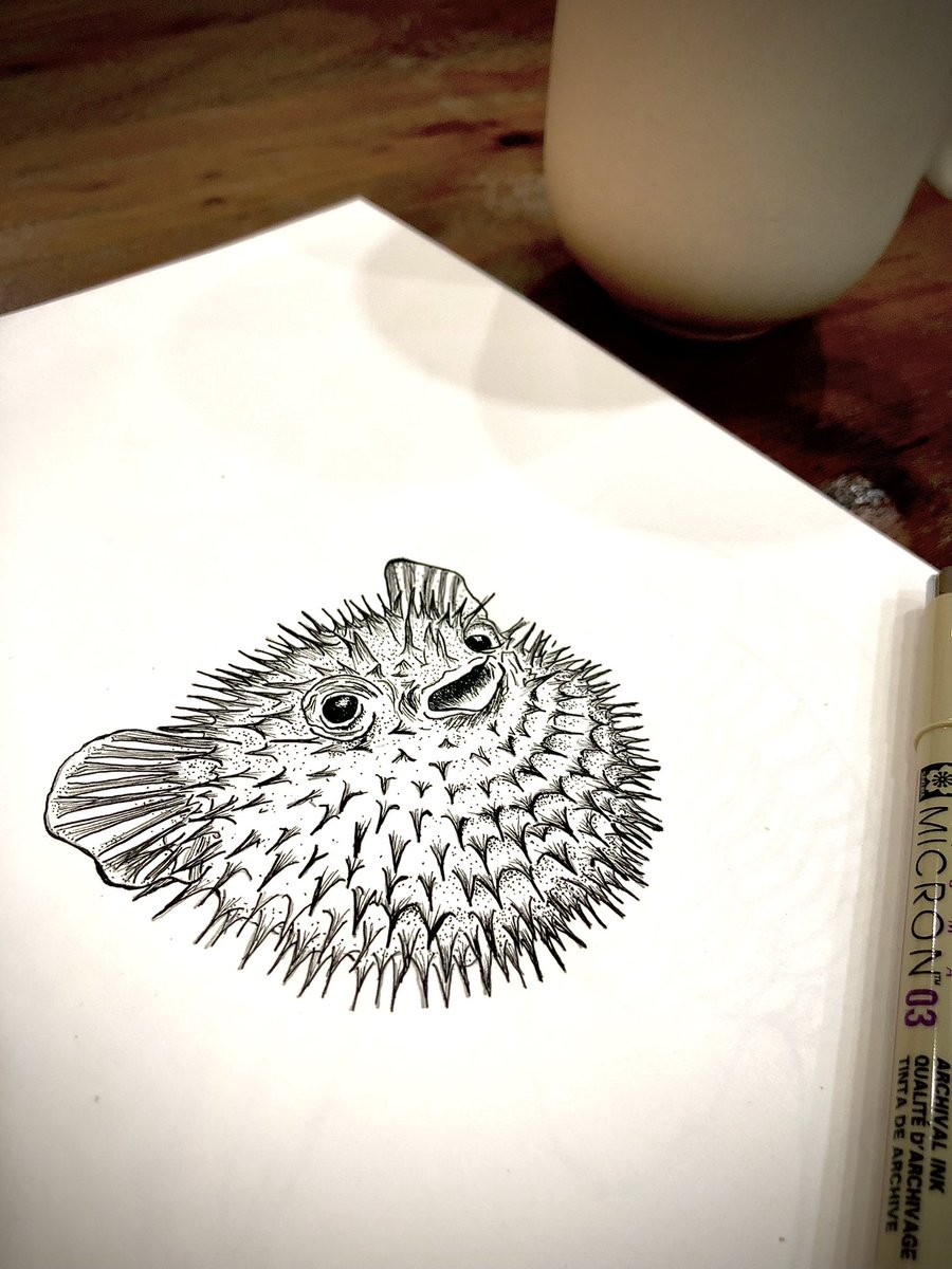 MayaraNevesbio's tweet image. A friendly puffer fish!
#SundayFishSketch #sciart