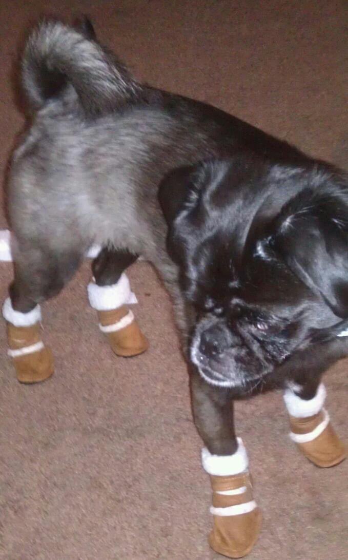 Dr. Crystal M. Watson tweet media