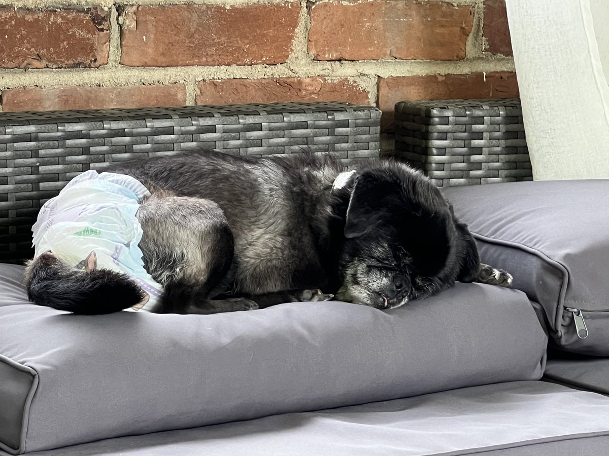 Dr. Crystal M. Watson tweet media