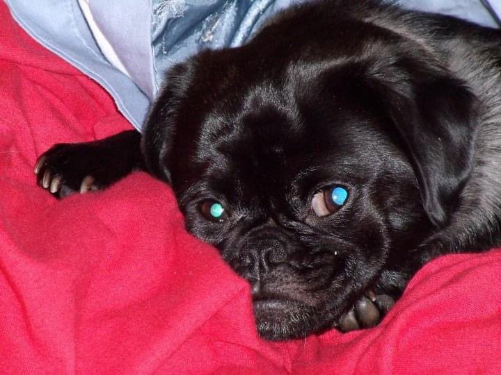 Dr. Crystal M. Watson tweet media