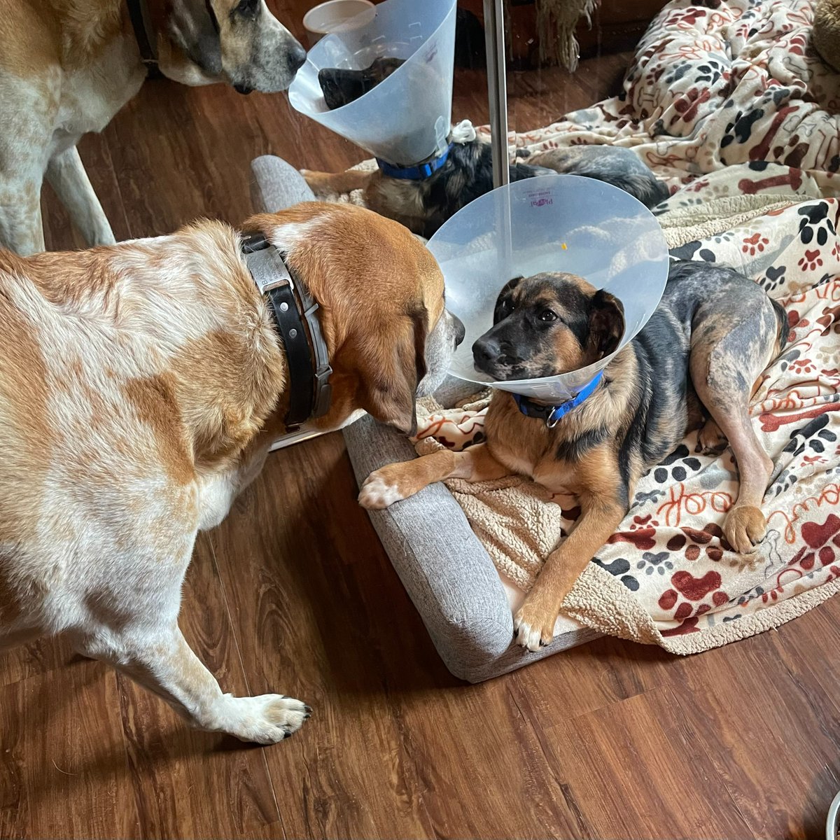 The Arrow Fund tweet media