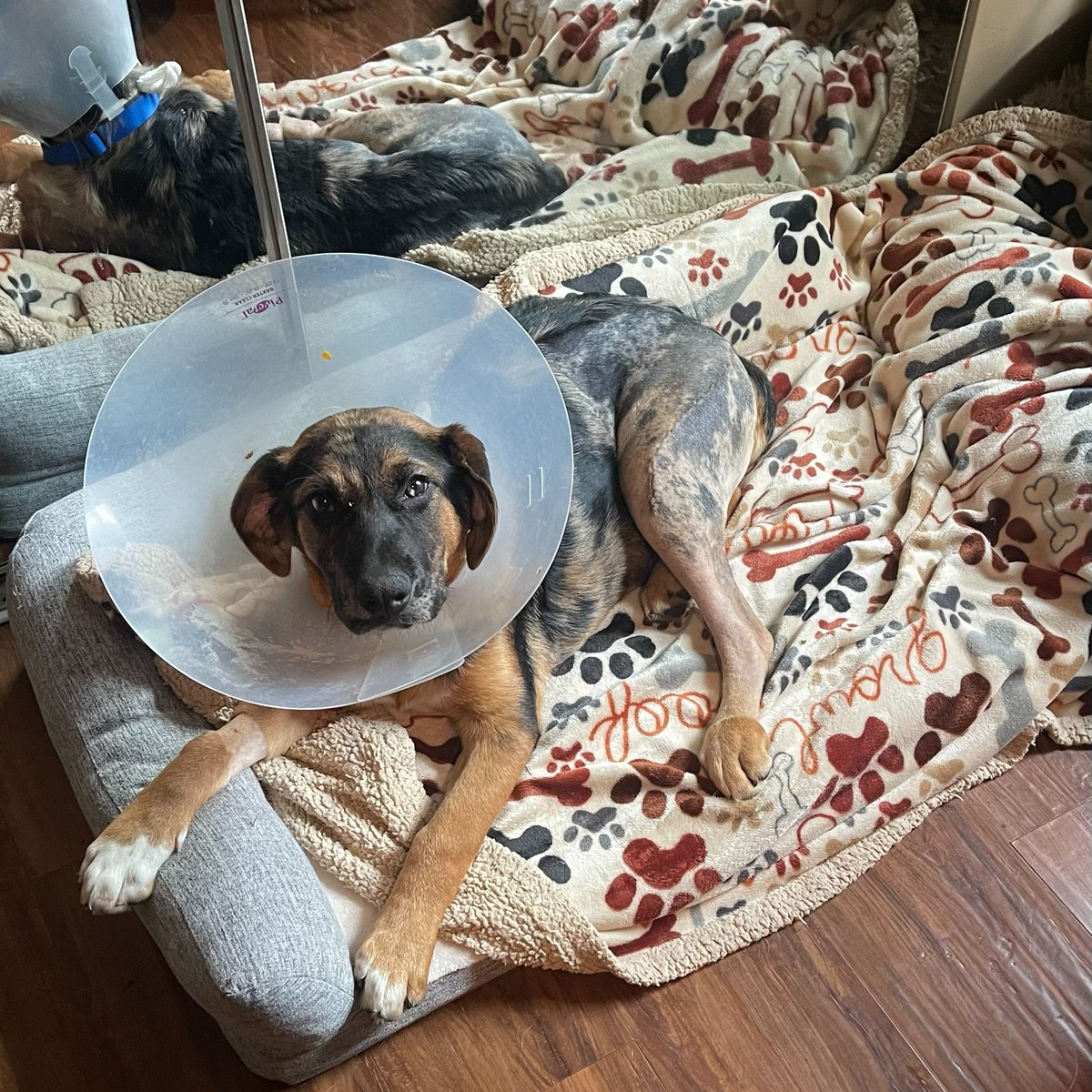 The Arrow Fund tweet media