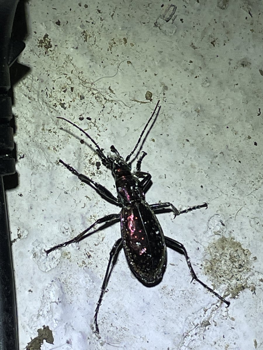Rate my beetle...