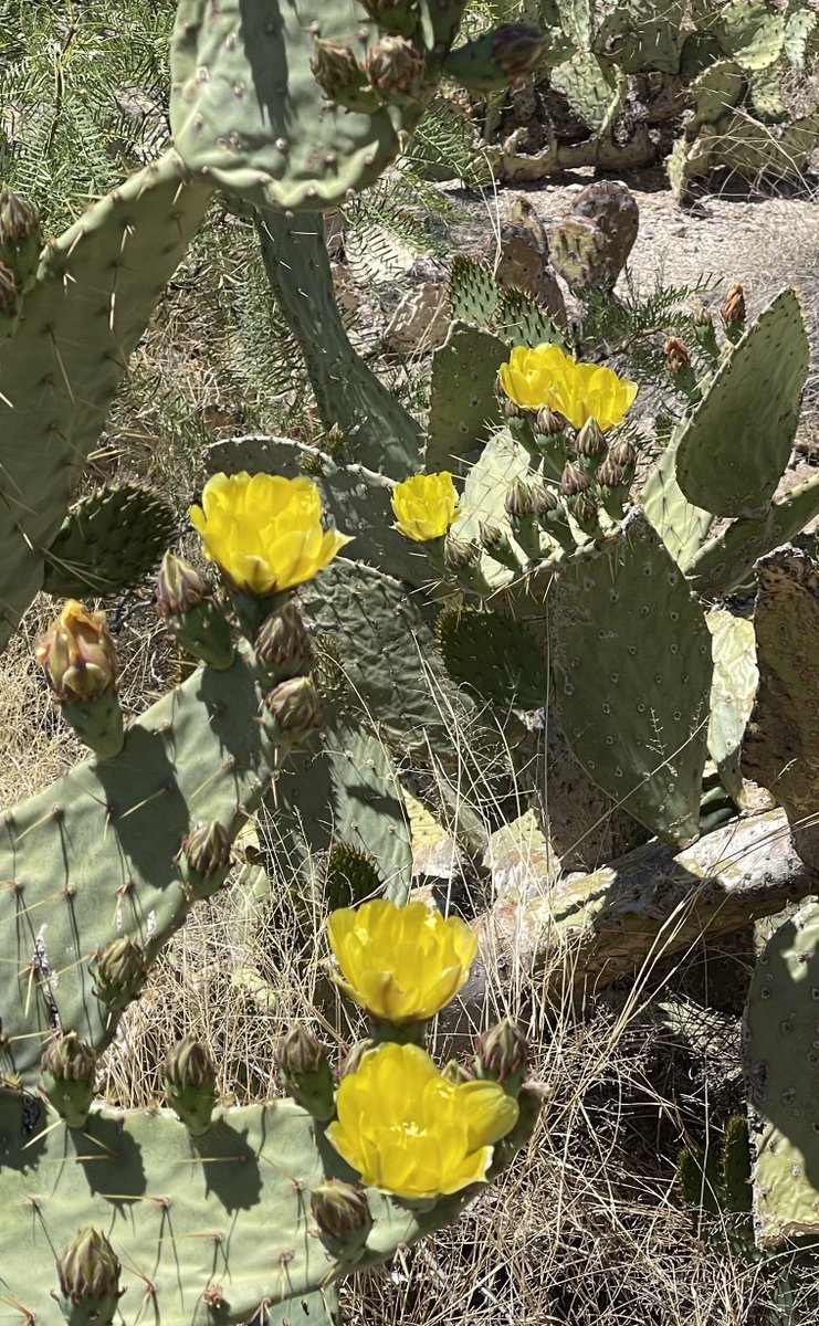 David Novick tweet media