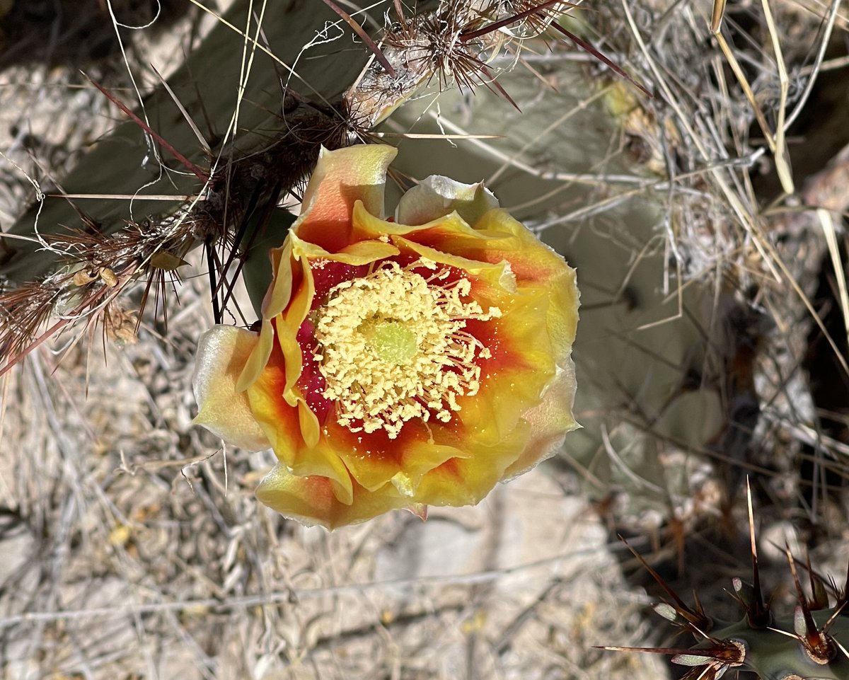 David Novick tweet media