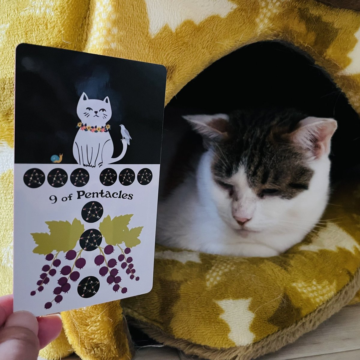 oraclerinko's tweet image. 5/8ワンランク上の日✨周りからの援助がありひとつ階段を上がれる日🥰自信が芽生え、あなたの才能を生かせるでしょう💪人との交流が楽しい日でもあります🫶人からの援助はありがたく受けて。それも実力のうちです👏 #9ofPENTACLES #今日はおこもりさんﾆｬ #タロット #猫