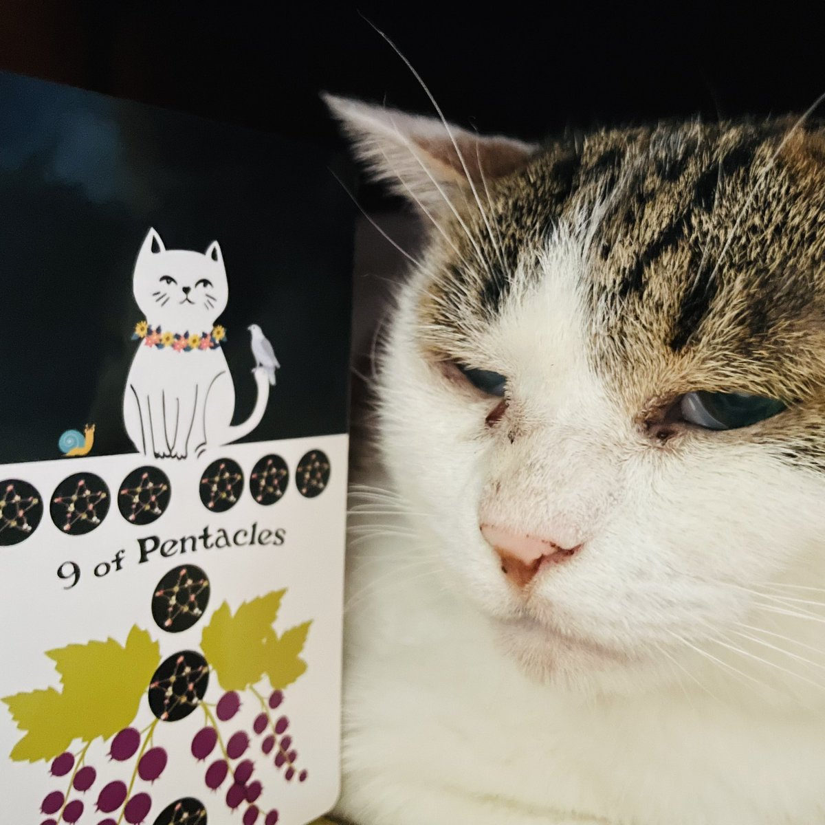 oraclerinko's tweet image. 5/8ワンランク上の日✨周りからの援助がありひとつ階段を上がれる日🥰自信が芽生え、あなたの才能を生かせるでしょう💪人との交流が楽しい日でもあります🫶人からの援助はありがたく受けて。それも実力のうちです👏 #9ofPENTACLES #今日はおこもりさんﾆｬ #タロット #猫