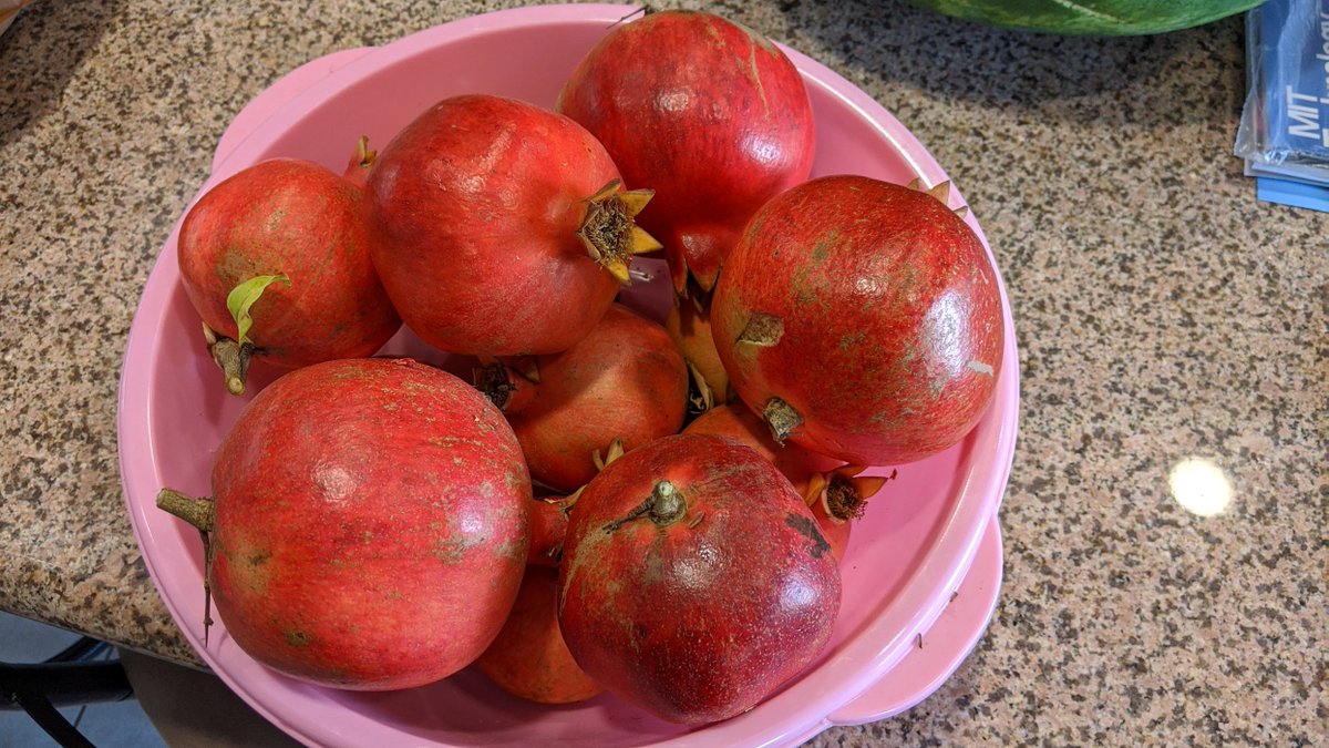 YConsistency's tweet photo. Earlier this year I bought an electric tree trimmer and went at it to my #pomegrante tree, which hasn't been productive the last couple of years. Due to the rainy season lately, I seeing red buds sprouting all over. Hopeful that it will be as good as the 2020 season(see pics). https://t.co/0BJrDoN1JI