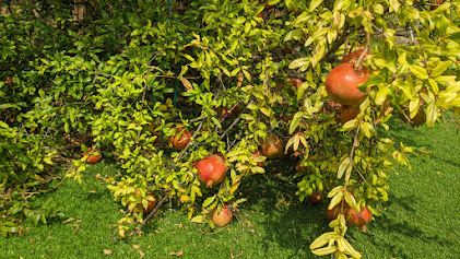 YConsistency's tweet photo. Earlier this year I bought an electric tree trimmer and went at it to my #pomegrante tree, which hasn't been productive the last couple of years. Due to the rainy season lately, I seeing red buds sprouting all over. Hopeful that it will be as good as the 2020 season(see pics). https://t.co/0BJrDoN1JI