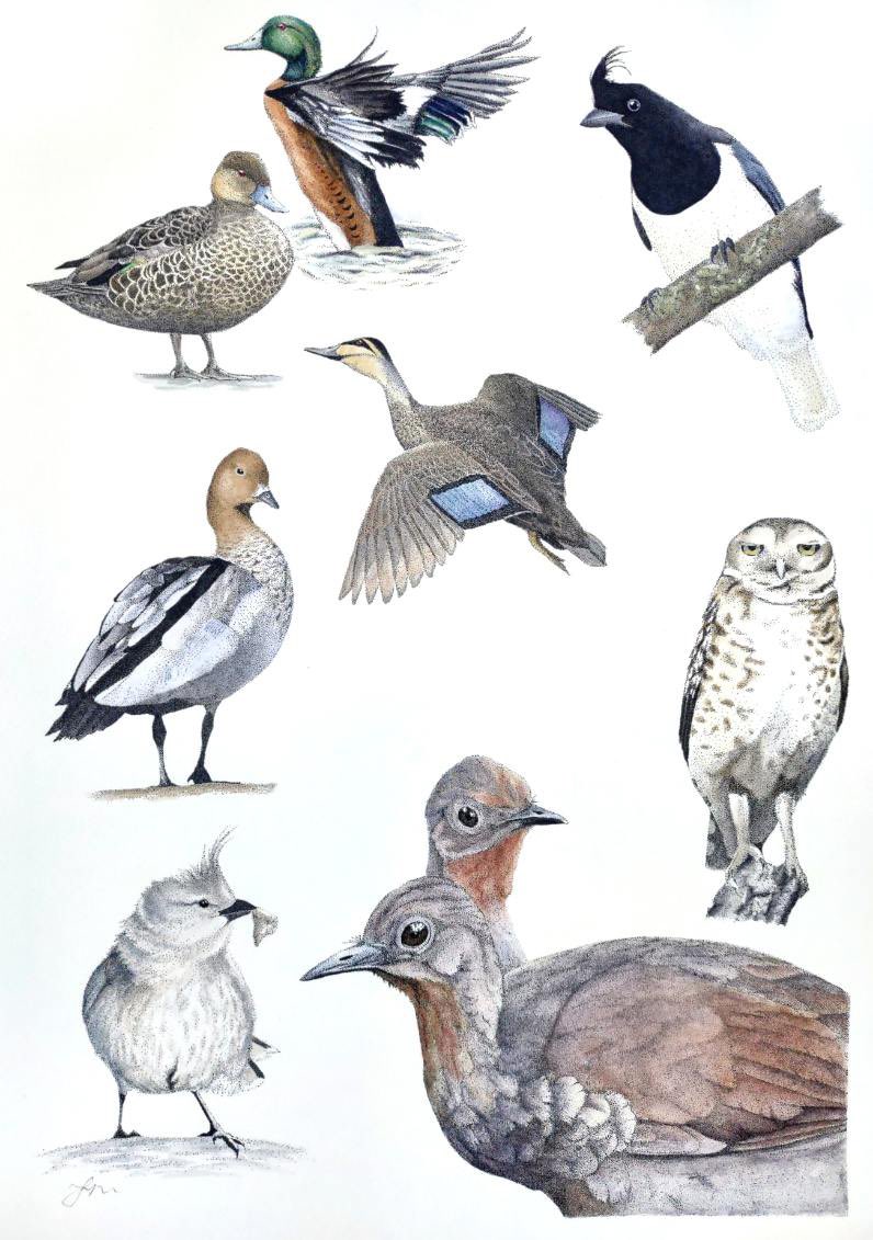 What do all these species have in common? Not much except they are all the species I have worked on to date. A PhD completion gift to myself, created by the incredible Freia Wendy instagram.com/wollemiwaterco… To say I’m over the moon would be an understatement 😊 #birds #ornithology