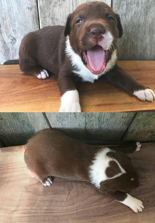 He wears his heart on his head ❤️