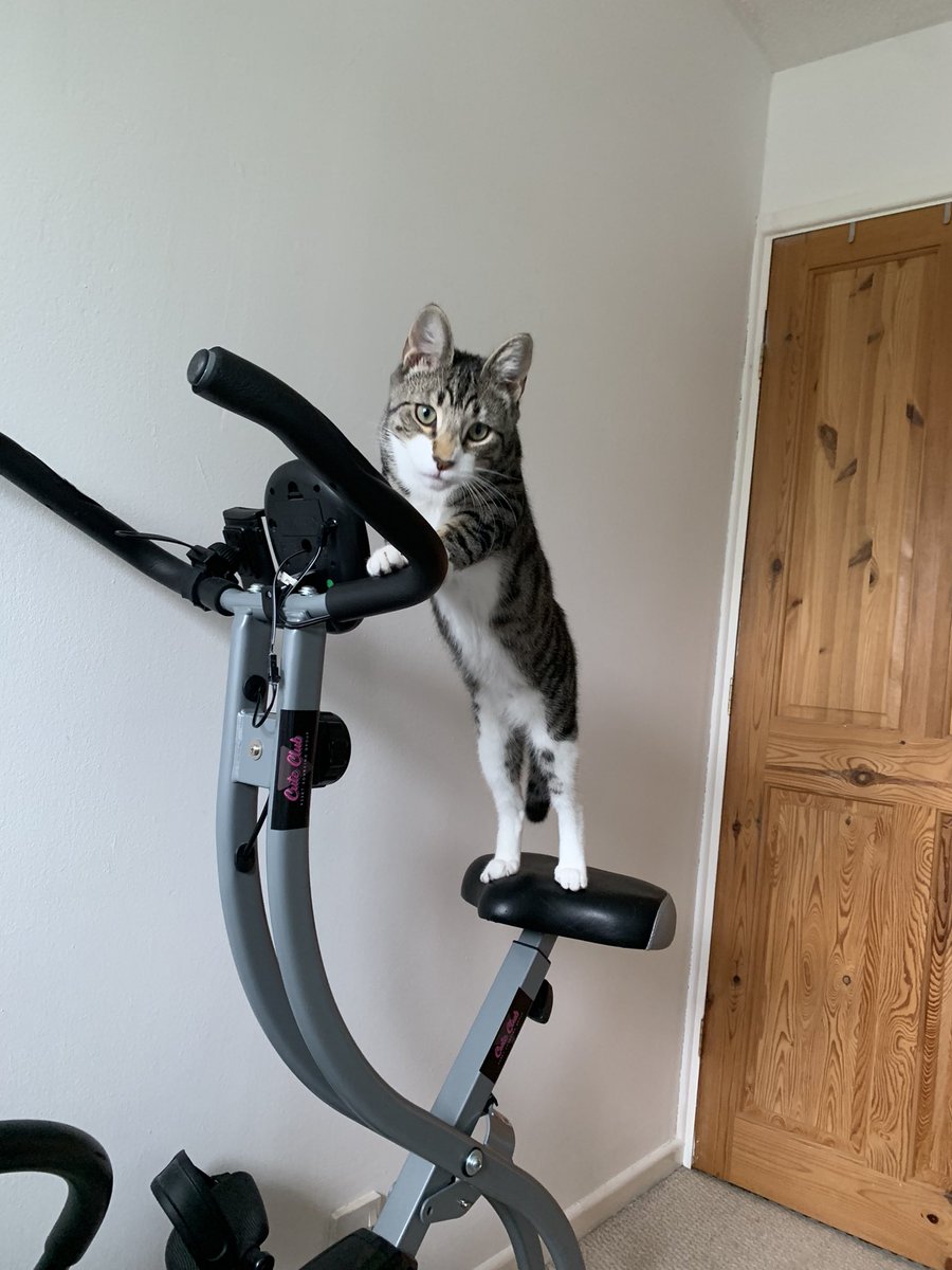 emilyphillips03's tweet photo. Poor boys paws don’t reach the peddles. 
Everyone loves a tryer. https://t.co/IRva464XWN
