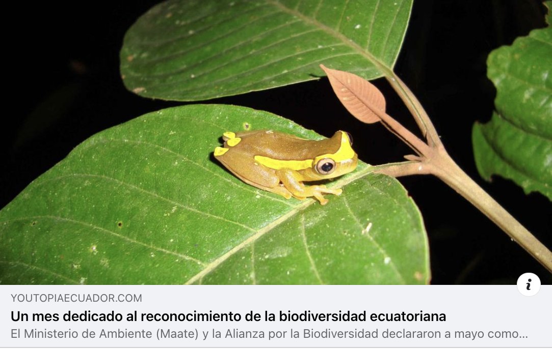 #MesdelaBiodiversidad 🐾🌱 | Te invitamos a leer esta nota, que recoge lo más destacado del evento de presentación de #Mayo como el mes de la #Biodiversidad en #Ecuador. 🇪🇨 
¡Dale RT y comparte! 😉
➡️ bit.ly/mesbiodiversid…
🖐️ #JuntosPorLaVidaSilvestre 💚💙 #EcuadorBiodiverso