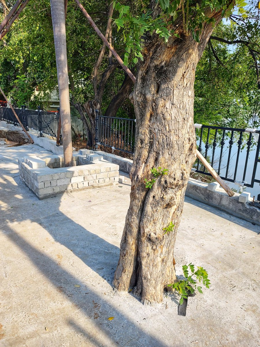New tree, Old tree
Even old trees need room to breathe and water to survive. Please STOP concretising trees. #necklaceroad #Hyderabad