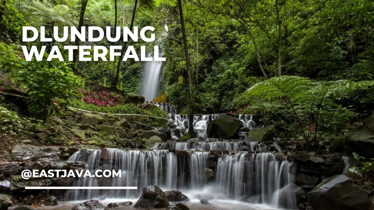 EastJavaTourism's tweet image. #DlundungWaterfall in #Mojokerto
The nuance of cool mountain nature with the sound of waterfall and the natural trees that add the serenity and enchanment of this place. Available a comfortable rest place, and also has large camping place
📸traveloka.com