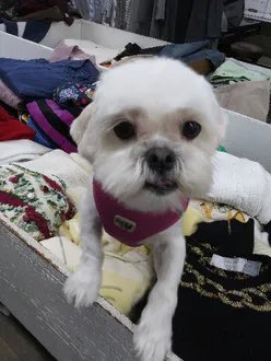 KeithOlbermann's tweet image. MEESHKA IS MISSING DOWNTOWN: last seen at Warren and Broadway. She's 12 pounds and chipped:
985113003843808. If you've seen or found her please call 888-466-3242 and PLEASE RT MEESHKA!