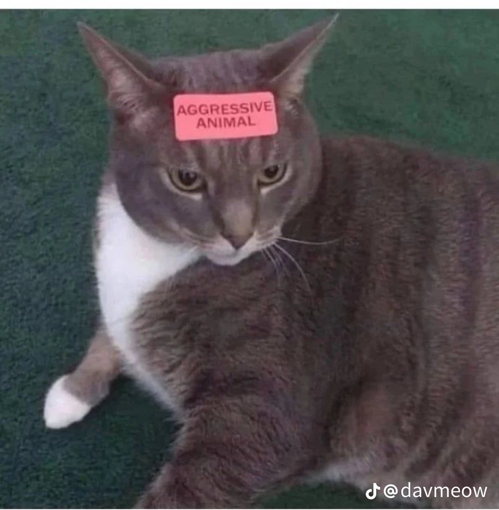 spoonfedGoblin's tweet photo. @SilverLife10 @71stFrick Have some more https://t.co/d0q5fJVbpg