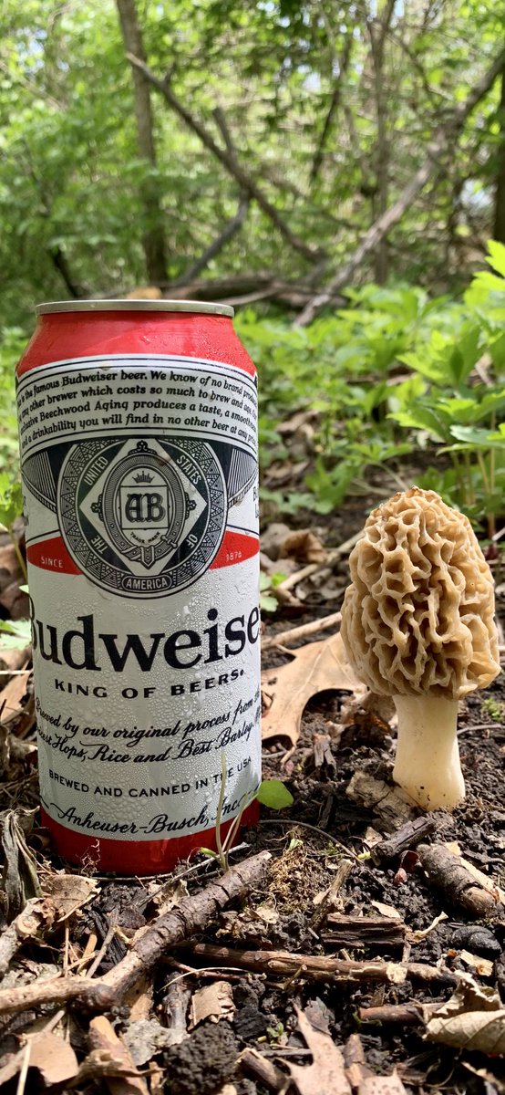 BrianHoff7's tweet photo. Sunday Funday collecting some nice Iowa Morels and quenching my thirst  with ⁦@budweiserusa⁩  - Yep, me and my bud out shroomin! #morelhunting https://t.co/RnswyxBNRb