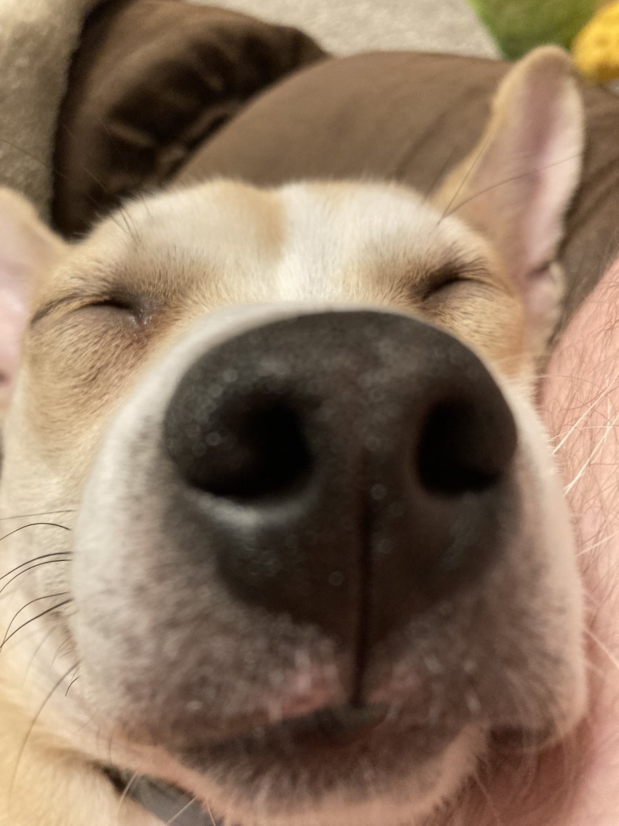esorrecneps's tweet photo. Baby sleepy https://t.co/8bs0TeAdNb